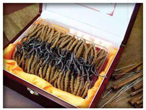 习水冬虫夏草回收